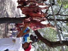 A freshly killed cow, cutting fresh stake for the grill.