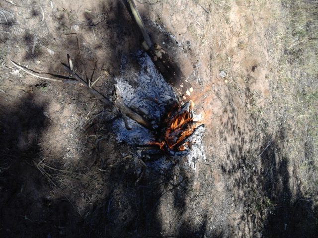 So we built a huge fire and then let it die down to coals. Then dug a trench put our prepared roots in the trench and covered. We let them "cook" for about 7 hrs.