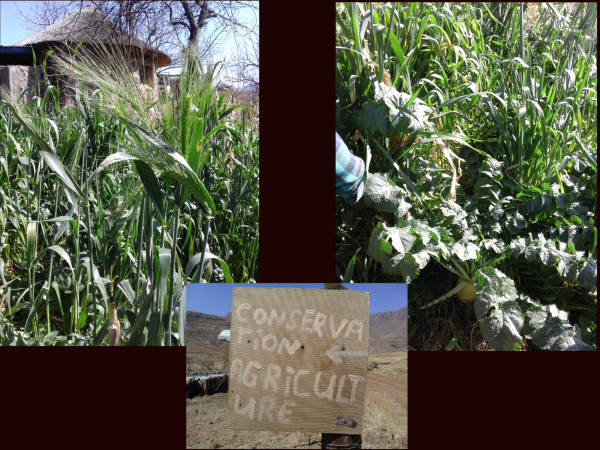 In the dry season they have plenty of green and veggies to keep everything moist. The sign is what greets you as you turn into their community off the road. 