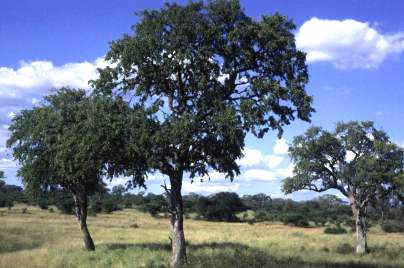 943476_110309213617_Combretum_imberne